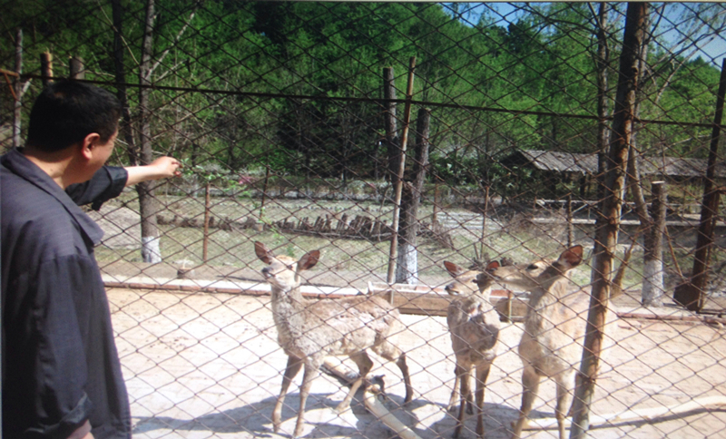 旋转 动物世界——梅花鹿_副本.jpg